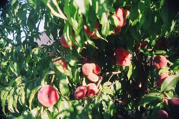 Ripe doughnut peaches