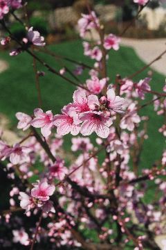 Doughnut Peach Blossoms
