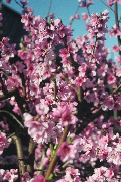 Doughnut Peach Blossoms