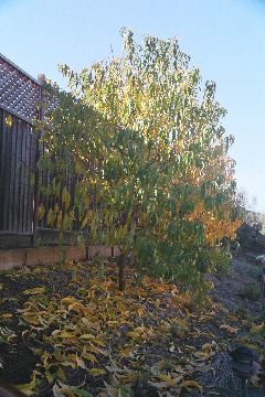 Peach tree shedding