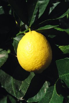 Bearss Lime