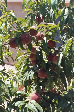 Heavy Peach Crop