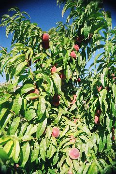 White peaches, not quite ripe
