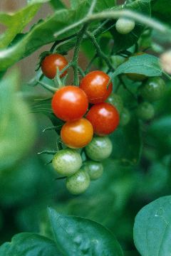 Hanging Garden