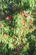 DSCN0625.JPG