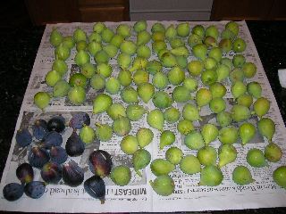 Fig Harvest