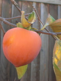 DSCN0625.JPG