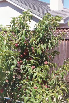 A little tree with your peaches?