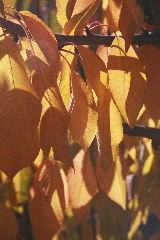 Autumn Cherry Leaves