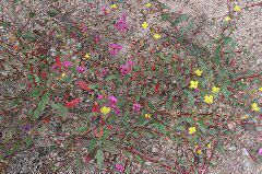 Pinnacles: Wildflowers